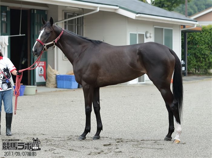 【競馬】リスグラシュー細すぎないか？/ローズＳ