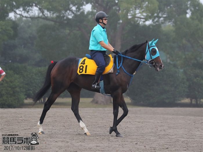 府中牝馬Sに向けて最終追い切りを行ったクインズミラーグロ