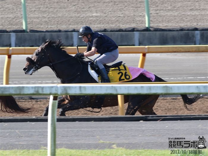 富士Sに向けて最終追い切りを行ダイワリベラル