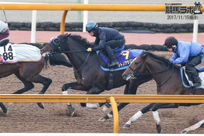 マイルCSへ川田騎手を背に最終追い切りを行うサトノアラジン