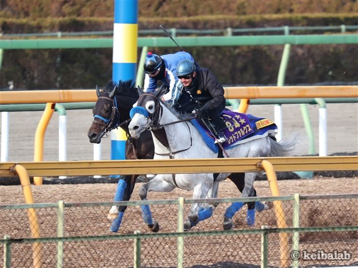 レッドファルクス