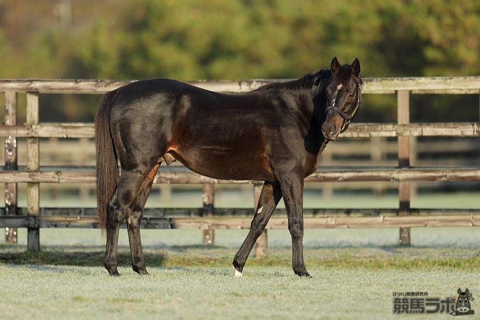 ステイゴールドの種牡馬情報 競馬ラボ