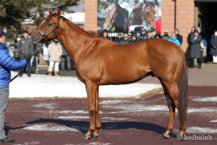 スマートファルコンの種牡馬情報 競馬ラボ