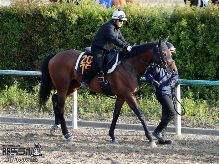 菊沢師を背に京都新聞杯直前の調整を行うミッキースワロー