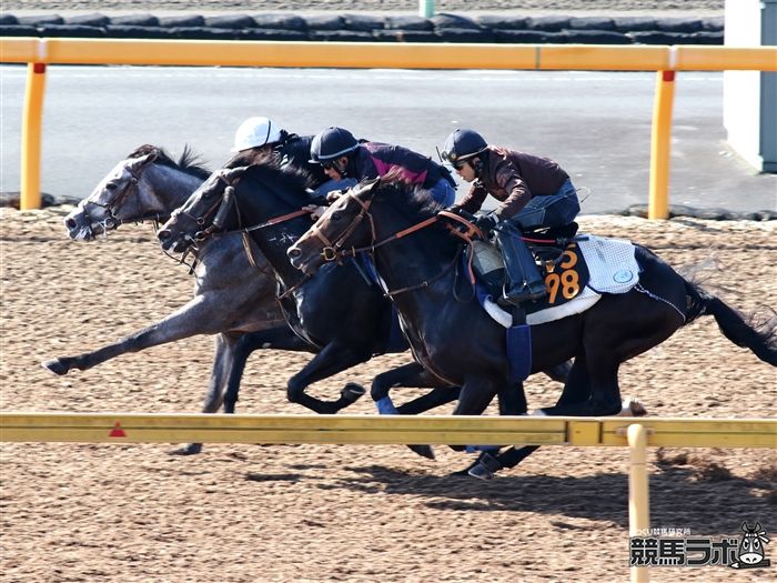 堀厩舎の良血高額馬がついにターフにお目見えか 京都ではシーザリオの子が登場 山田乗男の速報 先読みpog 競馬ラボ 堀厩舎の良血高額馬がついにターフにお目見えか 京都ではシーザリオの子が登場 山田乗男の速報 先読みpog 競馬ラボ